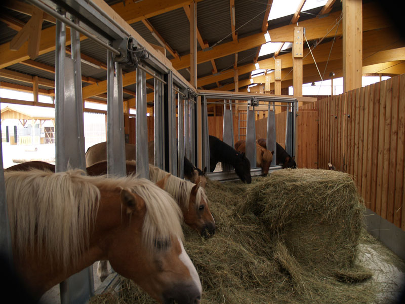 Tierhaltung AktivstallMauerbach